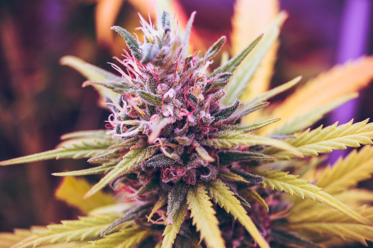 Macro shot of cannabis trichomes showing the resinous material extracted to make rosin