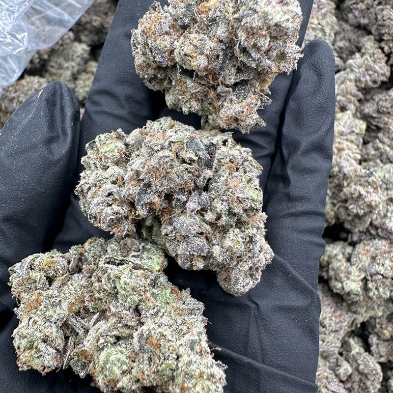 Velvet Sweets flower